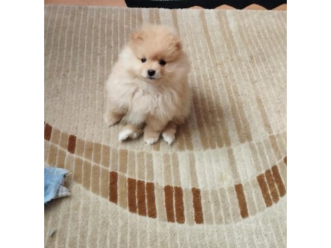 2 aylık dişi pomeranian yavrumuz (yuva arıyor)