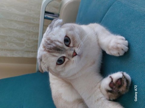 Acil satılık scottish fold