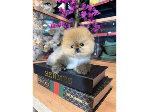 Micro pomeranian boo