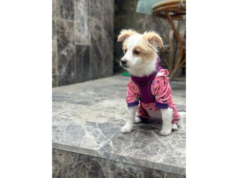 4 aylık havanese terrier