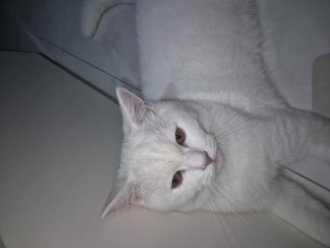 4 aylık beyaz erkek british shorthair