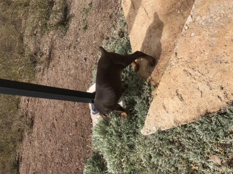 Yavru erkek kızıl doberman