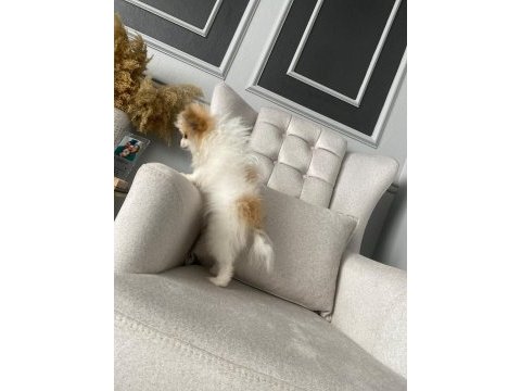 Uyguna tahin nedeniyle orjinal pomeranian