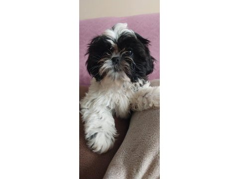 Shih tzu cinsi 3 aylık yavrular