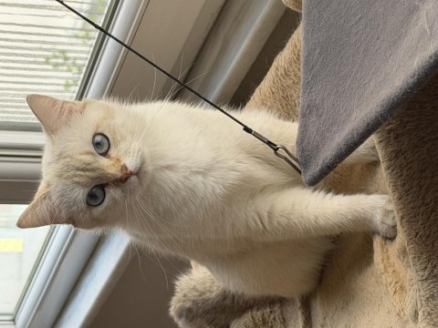 Goldpoint dişi british shorthair