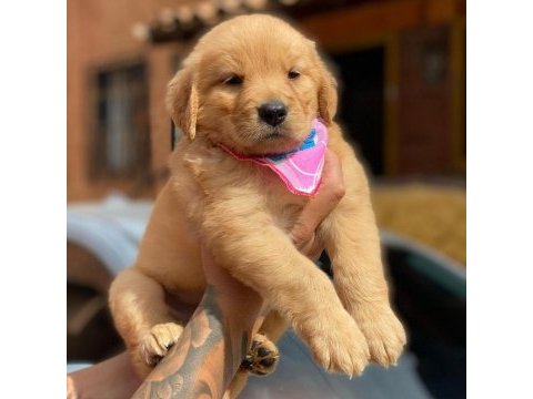 Golden retriever yavruları