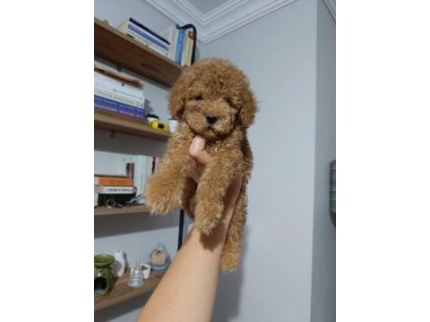 Eşsiz poodle köpeklerimiz