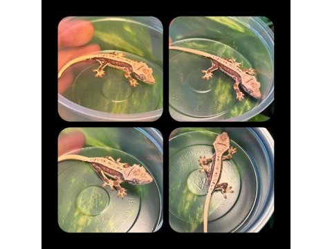 Crested gecko yavrular