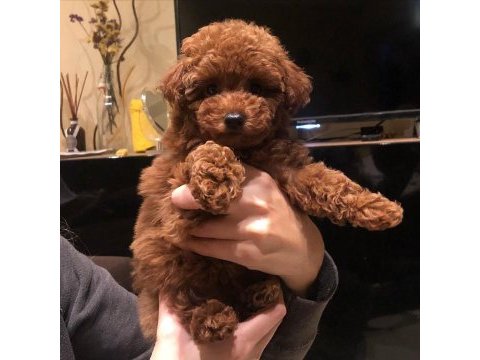 Toy poodle yavruları
