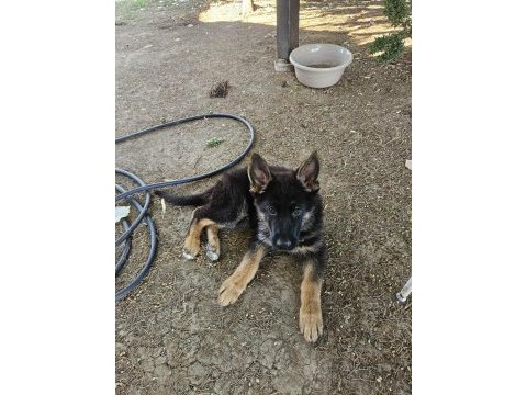 Orjinal siyah maske alman çoban köpeği yavruları