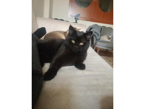 3 aylık erkek british shorthair
