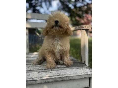 Maltipoo tüy dökmez ve büyümez