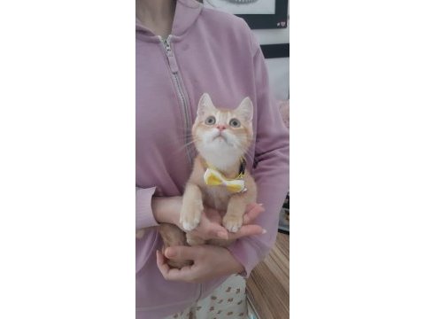 Golden british shorthair yavru