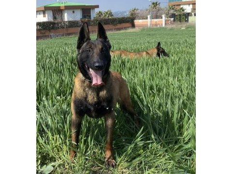 Safkan belçika malinois - koyu siyah