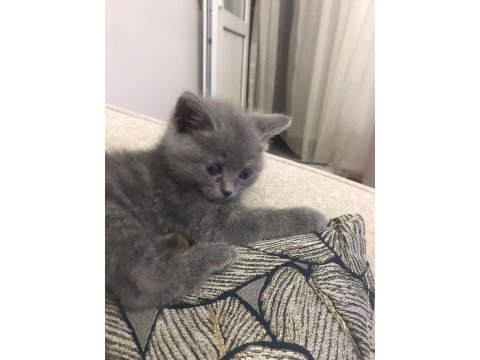 60 günlük bebek dişi british shorthair