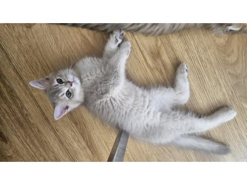 Dünya güzeli golden ay11 erkek british shorthair