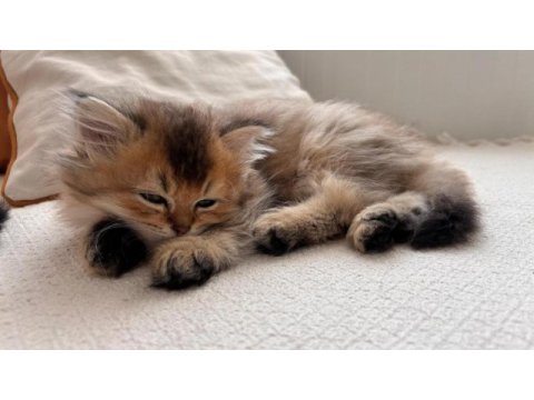Black gold british longhair yavrular