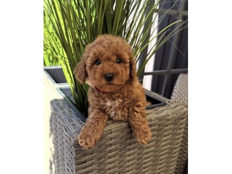Red toy poodle yavruları