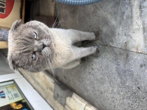 1 yaşında scottish fold erkek
