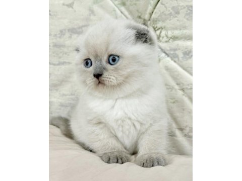 Sadece değerini bilecek ailelere: özel scottish fold