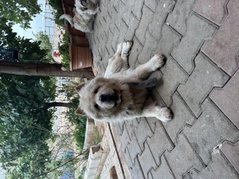 Dişi chow chow (çin aslanı)