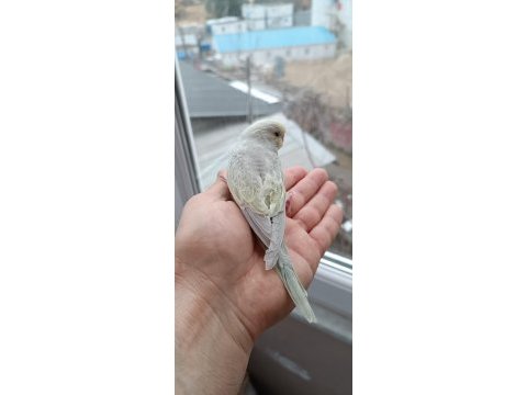 Yeni yeme düşmüş yavru muhabbet kuşlar
