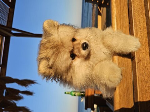 Ponçik pomeranian yeni yuvasını arıyor