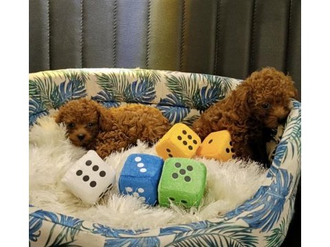 Gerçek teacup kore poodle bebekler