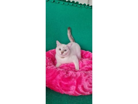 Lingspoint british shorthair