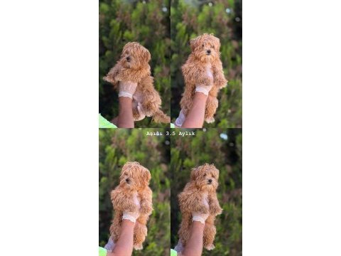 Orjinal mis turkey maltipoo yavrular yeni yuvalarına hazır