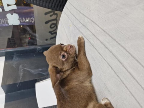 Şivava yavru köpek