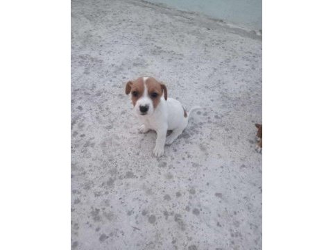 Jack russell × pekinez yavruları