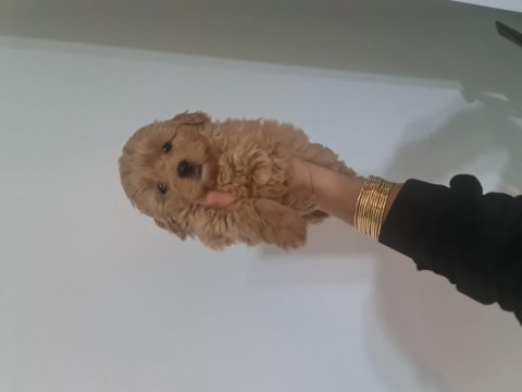 Teslime hazır minyatür poodle miniğim