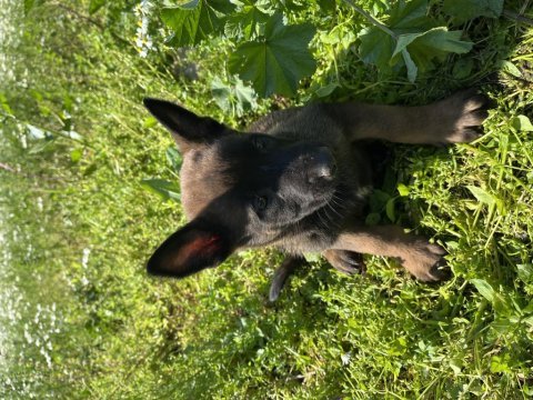 Malinois yavruları