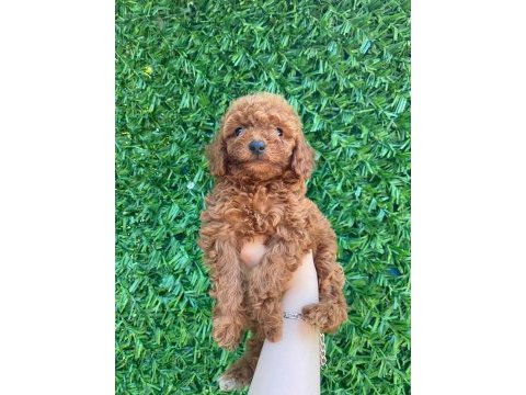 Poodle bebek köpekler