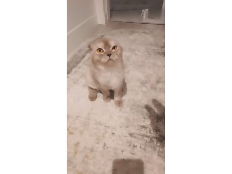 Scottish fold kedimize yeni yuva arıyoruz