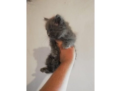 2 aylık british longhair dişi yavrular