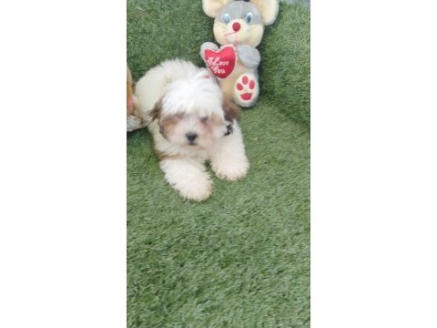 Shih poo bebekler