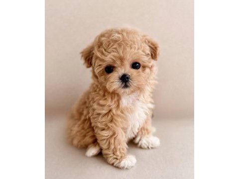 Aşılı toy poodle yavrular yeni ailesini bekliyor