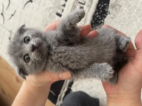 Güzeller güzeli yavrularımız scottish fold