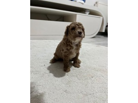 Sevımlı poodle mınıkler