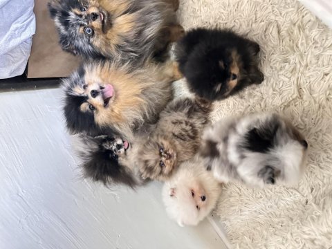 Pomeranian boo merle rengi
