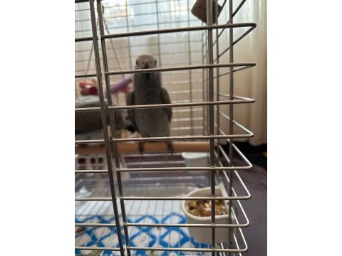 1 çift jako papağan ayırmadan vermek istiyorum.