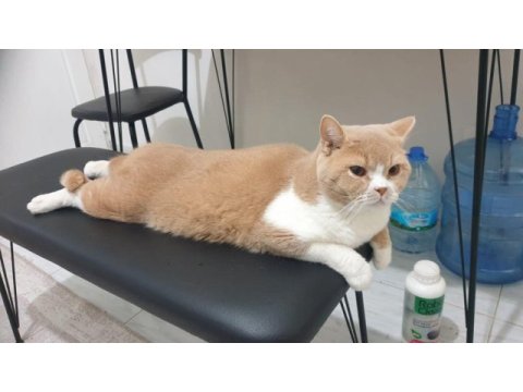 Ücretsiz british shorthair erkek
