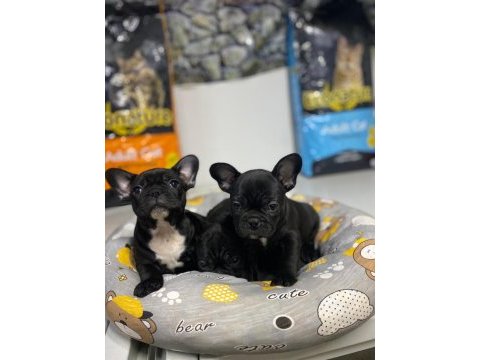 Kalite french bulldog