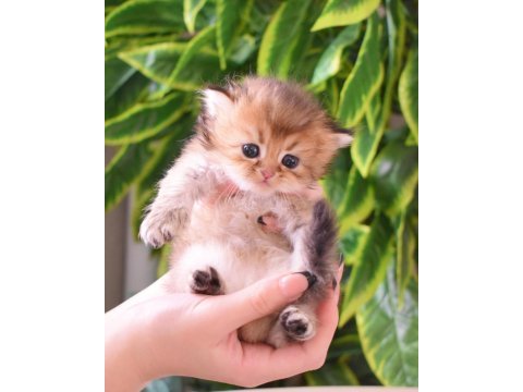 British longhair erkek