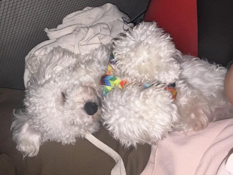 Poodle 1 yaşında dişi