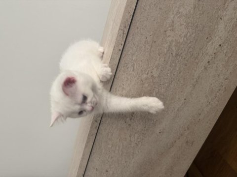 Yavru kedimiz 3 aylık