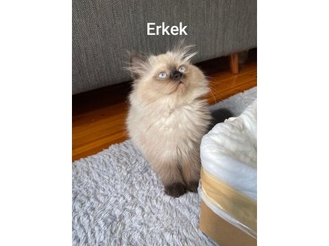 British longhair chocolate point erkek