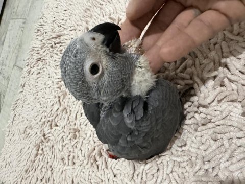 El beslemesi çok evcil bebek jako papağanı